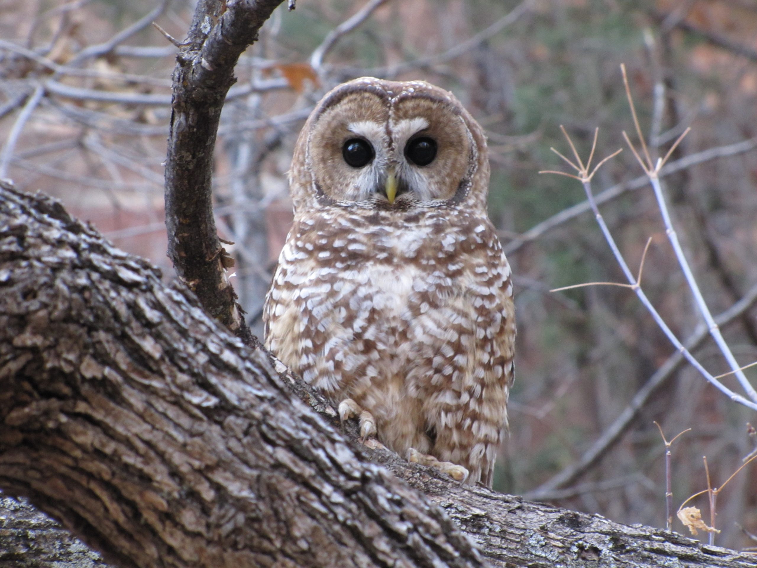 Mexican spotted owls near Copper Creek mine site prompt lawsuit against federal agencies