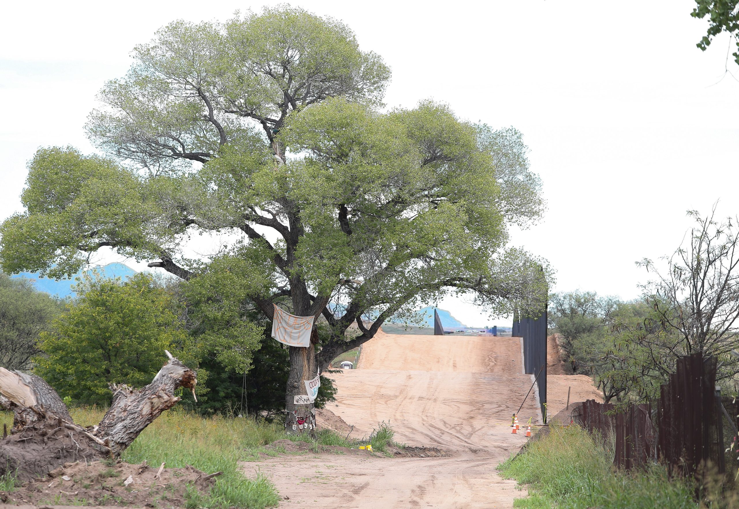 Border Patrol removes protesters, topples Arizona 'grandmother' tree